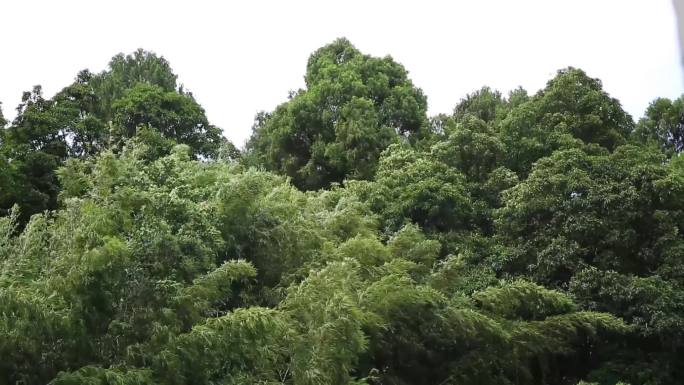 4组下雨前竹子实拍1分36秒