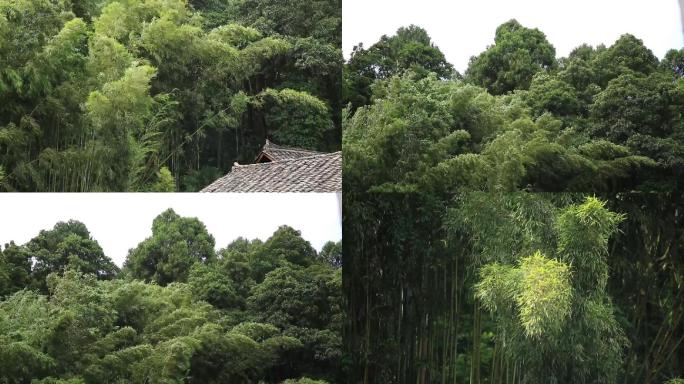 4组下雨前竹子实拍1分36秒