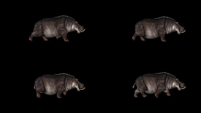 犀牛奔跑走路动画(6)