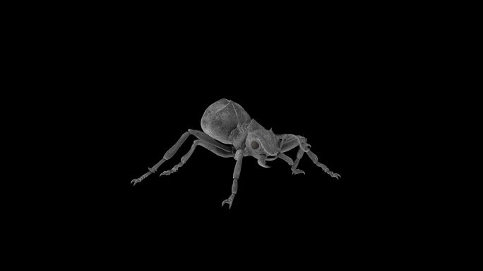 蚂蚁奔跑走路动画(1)