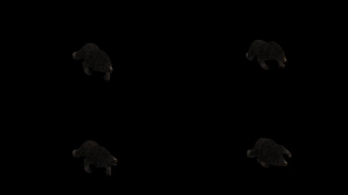 黑熊攻击动画(3)