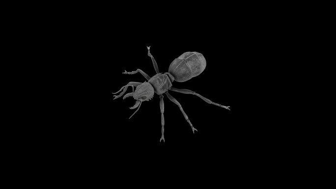 蚂蚁动画(1)
