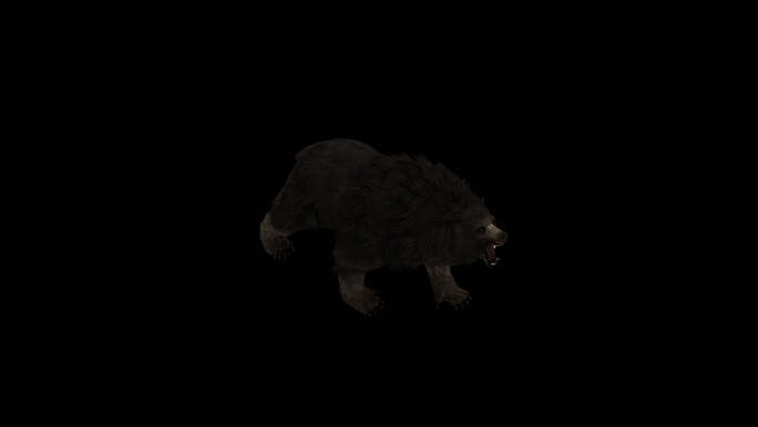 黑熊嚎叫动画(1)