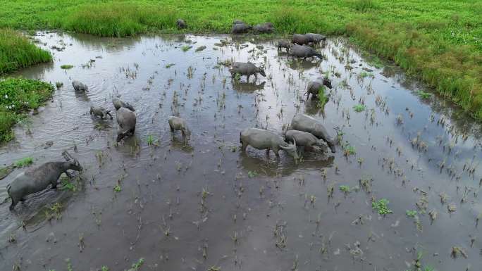 航拍湿地悠闲生活的水牛