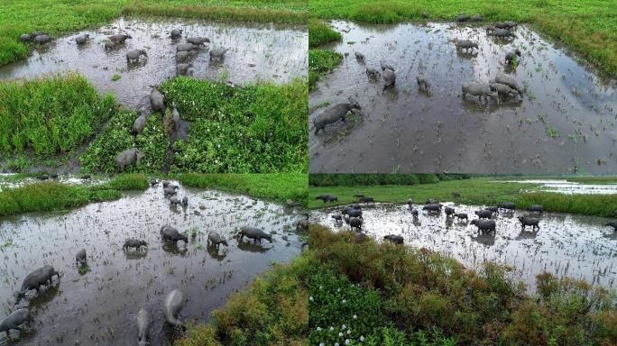 航拍湿地悠闲生活的水牛