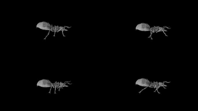 蚂蚁奔跑走路动画(3)
