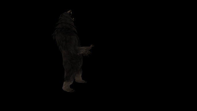 黑熊嚎叫动画(2)