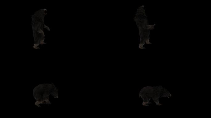 黑熊嚎叫动画(2)