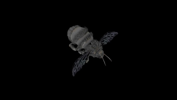 蜜蜂飞行动画(3)