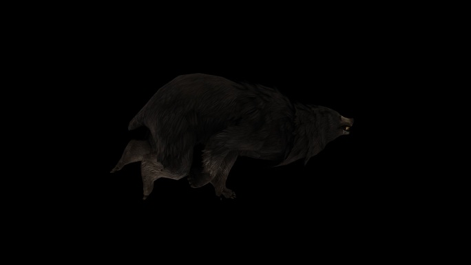 黑熊奔跑走路动画(2)