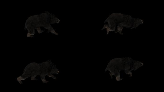 黑熊奔跑走路动画(2)