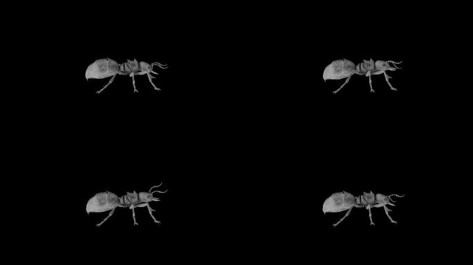 蚂蚁动画(2)