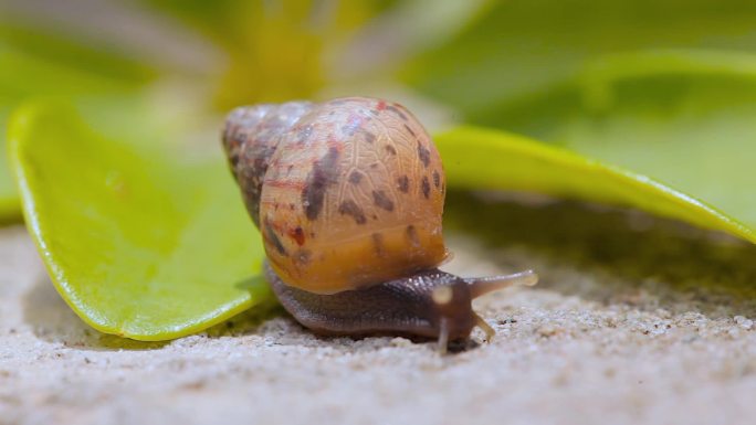 微观蜗牛从叶子上爬过