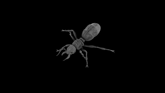 蚂蚁奔跑走路动画(6)