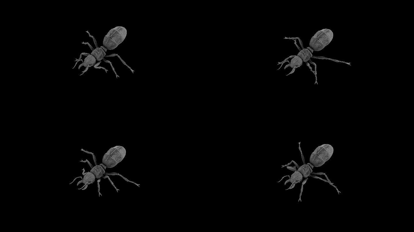 蚂蚁奔跑走路动画(6)