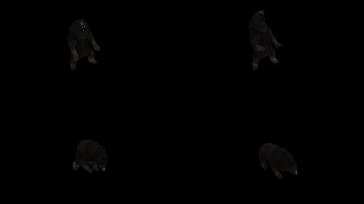 黑熊嚎叫动画(3)
