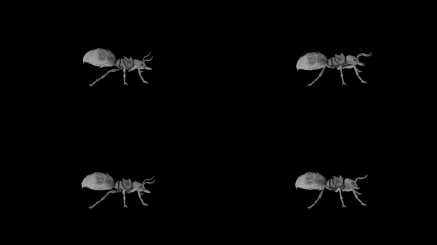 蚂蚁撕咬攻击动画(2)