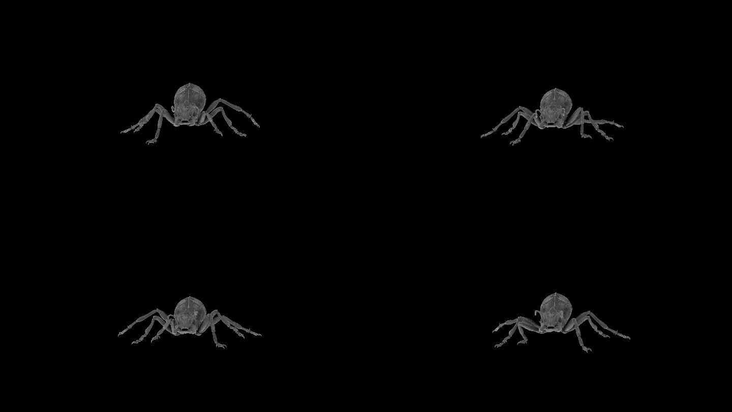 蚂蚁奔跑走路动画(4)