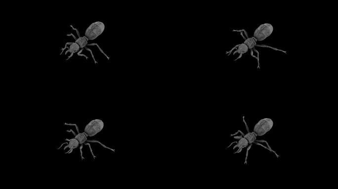 蚂蚁奔跑走路动画(2)