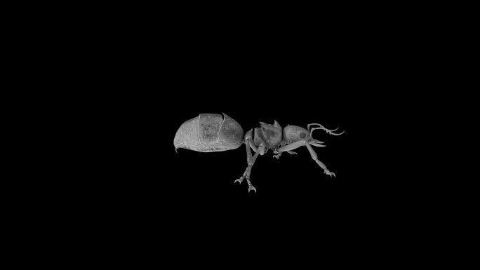 蚂蚁奔跑走路动画(7)