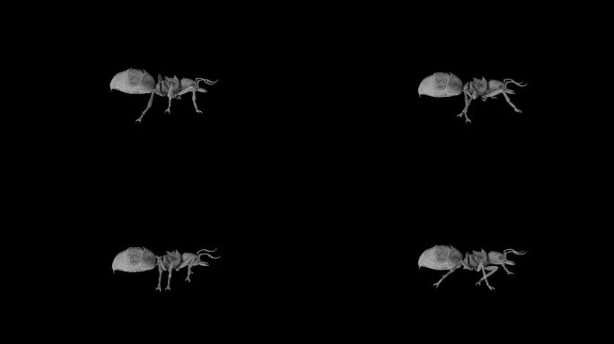蚂蚁奔跑走路动画(7)