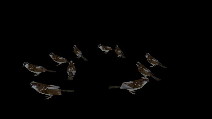 群鸟在地上休息的动画(4)