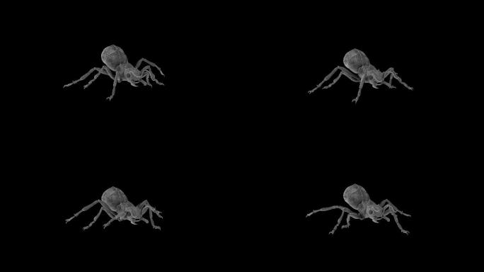 蚂蚁奔跑走路动画(5)