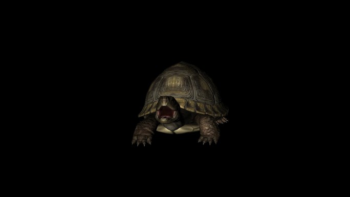 乌龟攻击袭击动画(3)