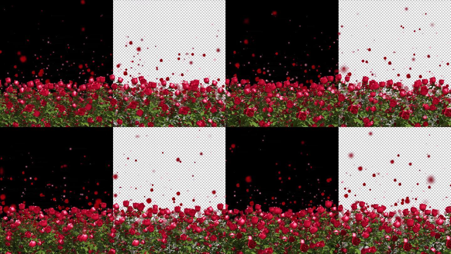 玫瑰花瓣飘散带通道视频素材