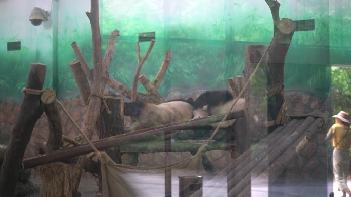成都大熊猫基地大熊猫可爱国宝活动生动拍摄