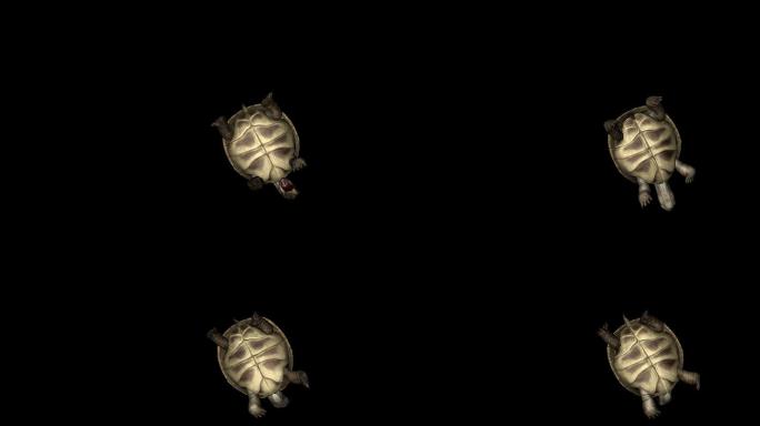 乌龟死亡动画(2)