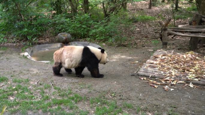 成都大熊猫基地大熊猫可爱国宝活动生动拍摄