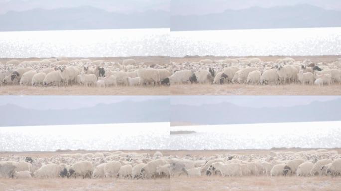 湖边吃草的绵羊