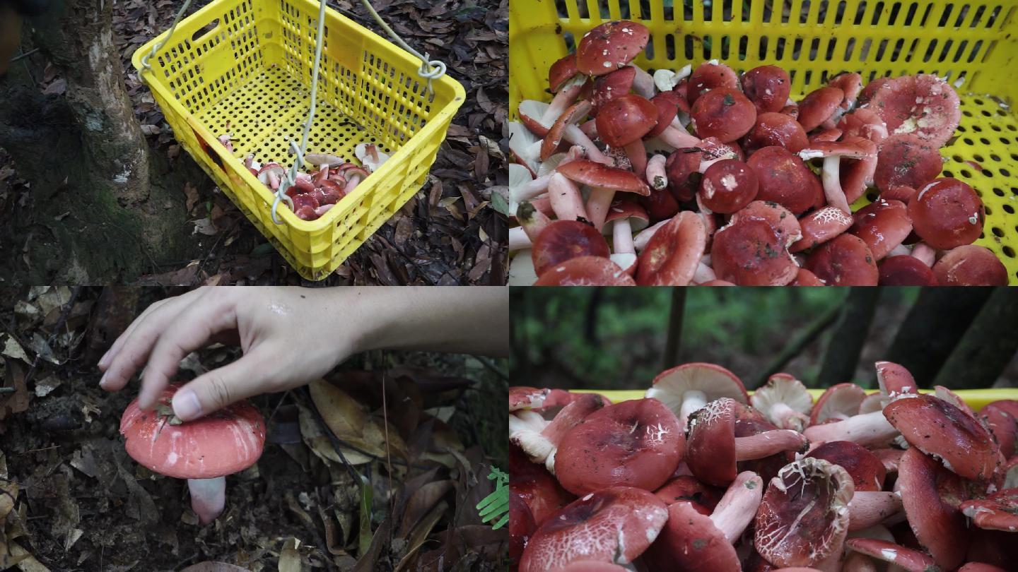 农村深山红菇红菌野味红蘑菇采摘