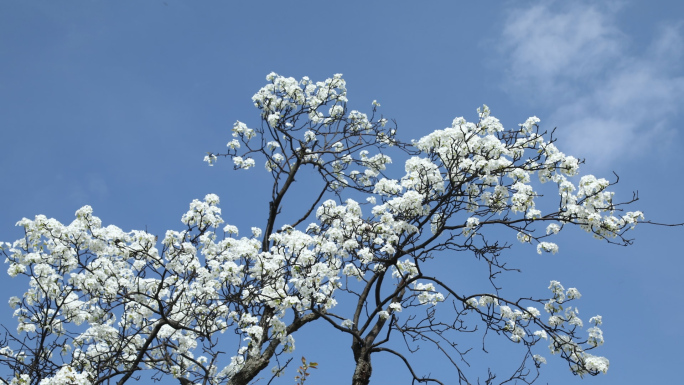 梨花油菜花