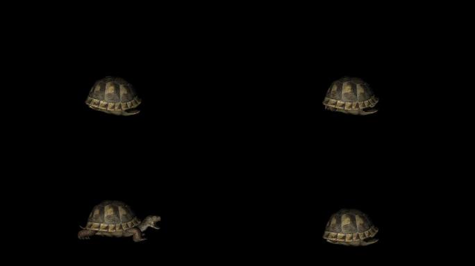 乌龟攻击袭击动画(1)