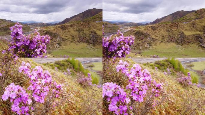 甘孜高寒山区杜鹃花4K实拍