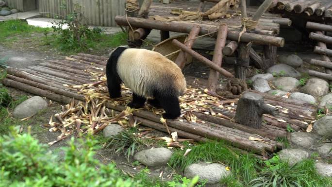 成都大熊猫基地大熊猫可爱国宝活动生动拍摄