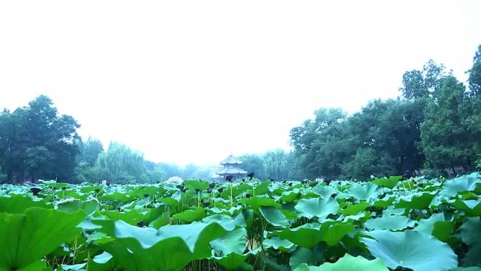 荷花池实拍原始素材