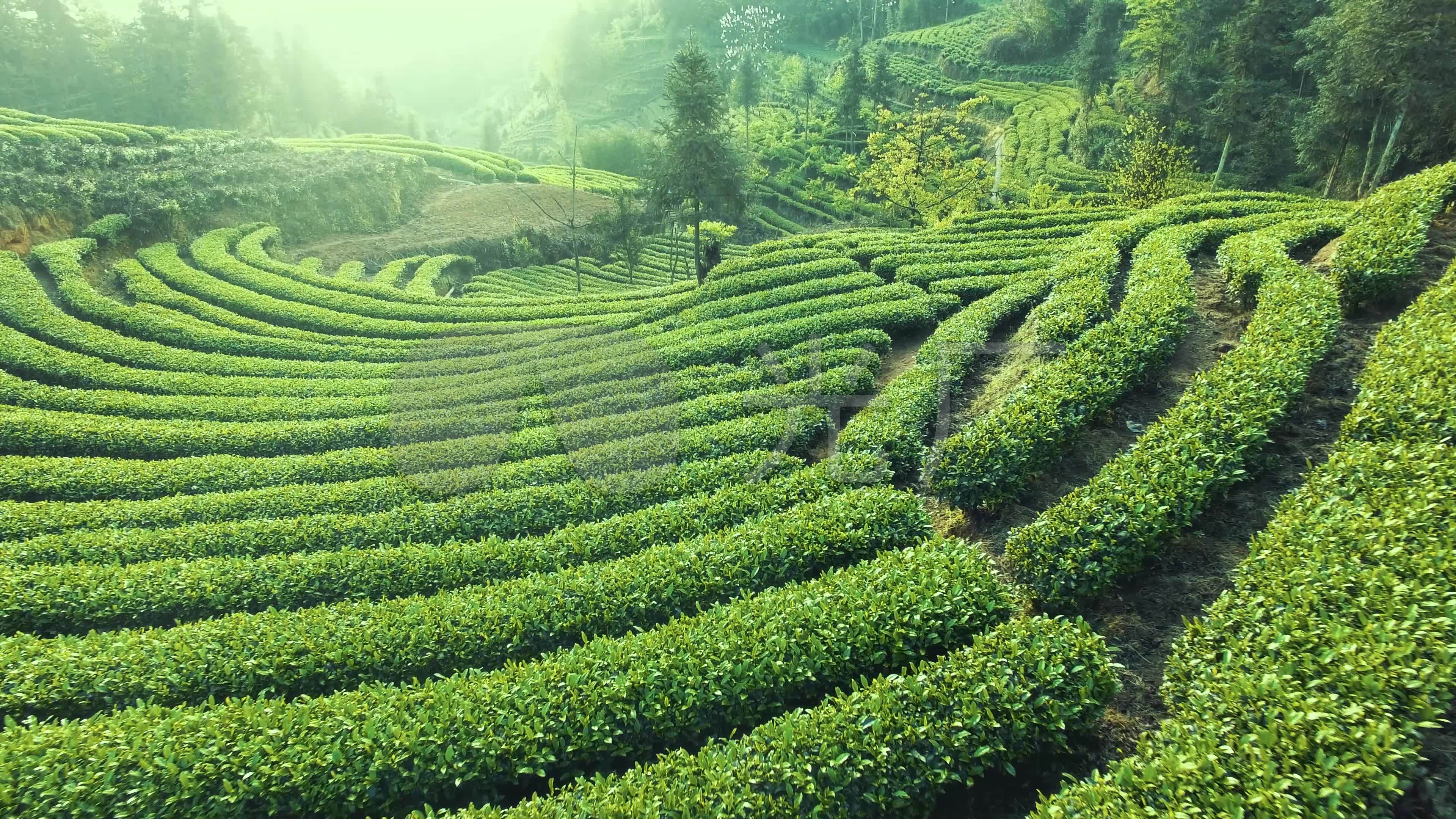 茶山茶园航拍万亩茶园茶山_3840X2160_高清视频素材下载(编号:5608120)_实拍视频_光厂(VJ师网) www.vjshi.com