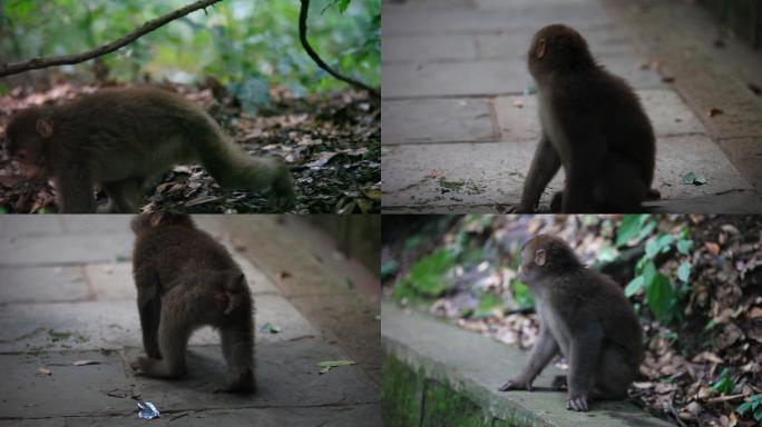 峨眉山猴子