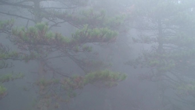 迷雾松林