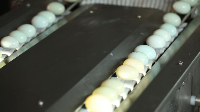 高清实拍工厂鸭蛋清洗挑选流程