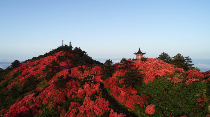 【原创4K】杜鹃花映山红视频素材10