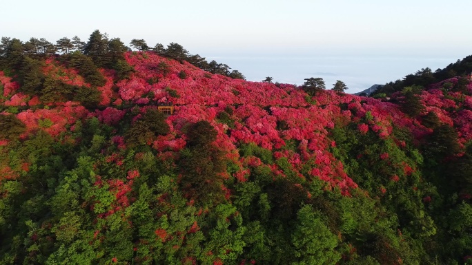 【原创4K】杜鹃花映山红视频素材9