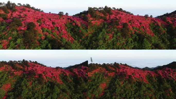 【原创4K】杜鹃花映山红视频素材9