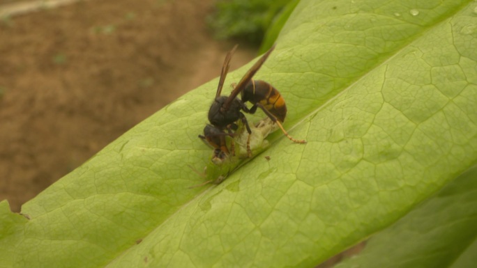 胡蜂捕食