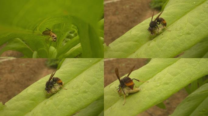 胡蜂捕食