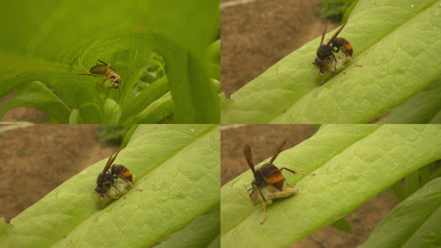 胡蜂捕食