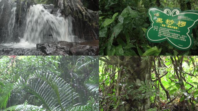 实拍热带雨林植被